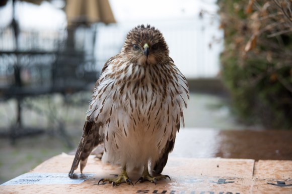 michael indresano photography