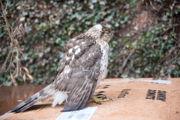 michael indresano photography